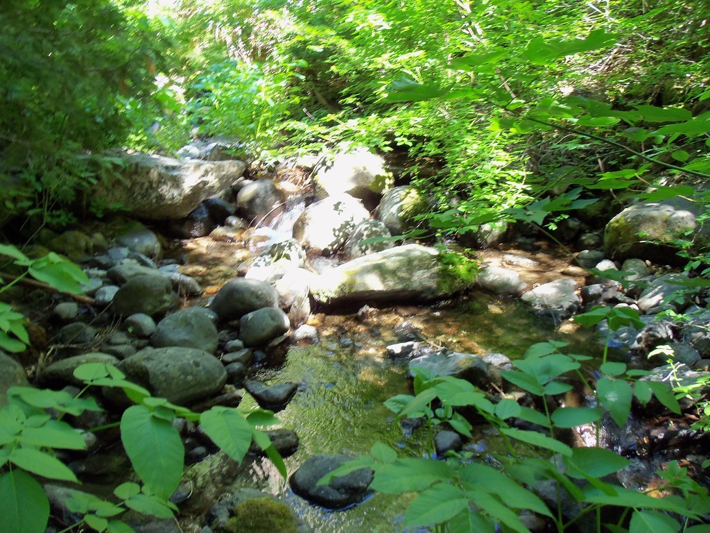 Water runs between moss-covered rocks in a green woodland.